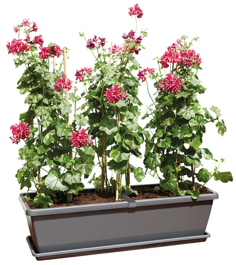 Balkonbak Barcelona XL - 60cm - Antraciet - afbeelding 3