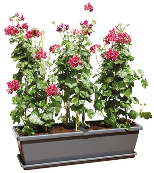 Balkonbak Barcelona XL - 60cm - Antraciet - afbeelding 3