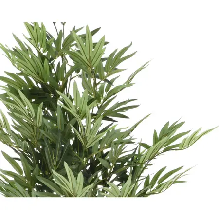 Bamboo in Pot - afbeelding 3