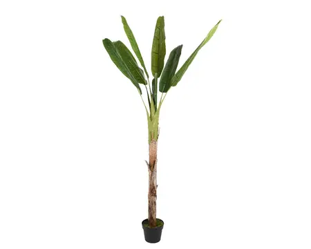 BANANA IN POT L60H180CM GREEN - afbeelding 1