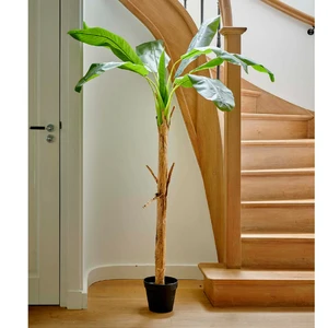 BANANA IN POT L70H200CM GREEN - afbeelding 3