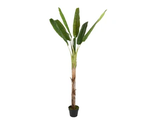BANANA IN POT L80H280CM GREEN - afbeelding 3