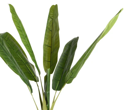 BANANA IN POT L80H280CM GREEN - afbeelding 3