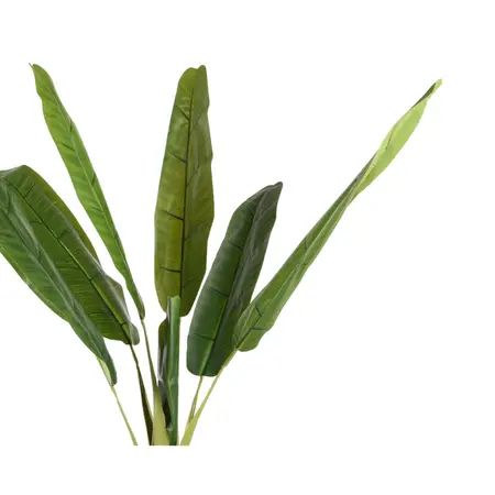BANANA IN POT L80H280CM GREEN - afbeelding 2