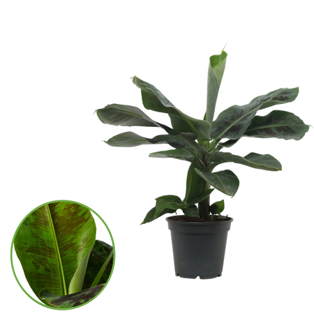 Bananenplant - P 17cm - afbeelding 2