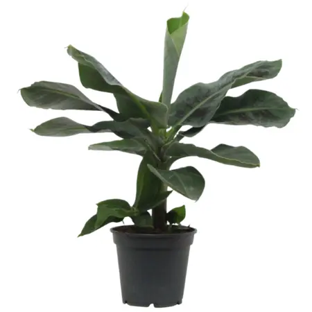 Bananenplant - P 17cm - afbeelding 1