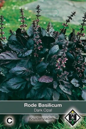 Basilicum 'Dark Opal'