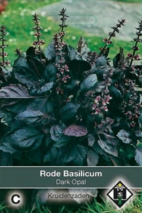 Basilicum 'Dark Opal'