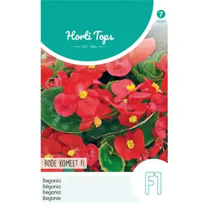 Begonia 'Rode Komeet' F1 - afbeelding 1