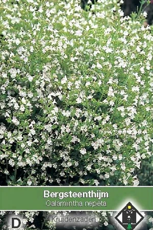 Bergsteenthijm