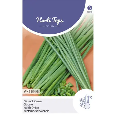 Bieslook - Grove - afbeelding 1