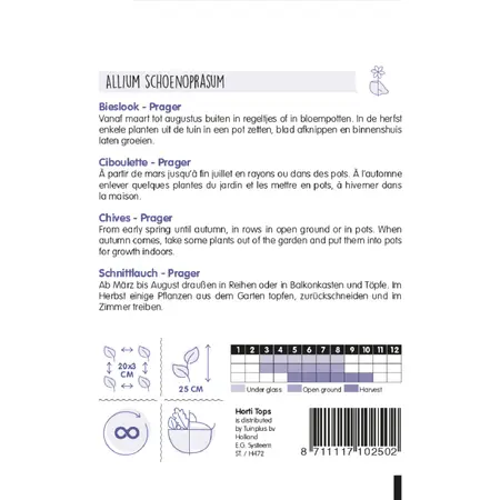 Bieslook 'Prager' - afbeelding 2