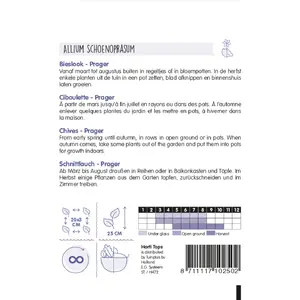 Bieslook 'Prager' - afbeelding 2