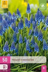 Blauwe Druifjes