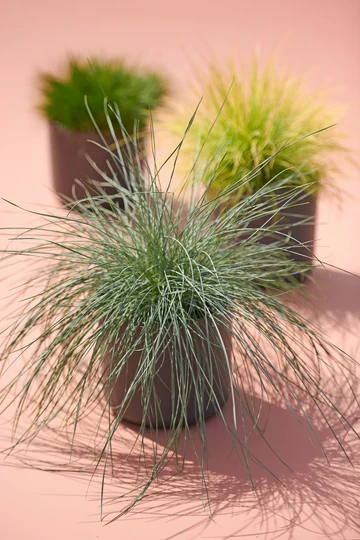 Blauwgras 'Compacta Blue'® - P10,5cm - afbeelding 4