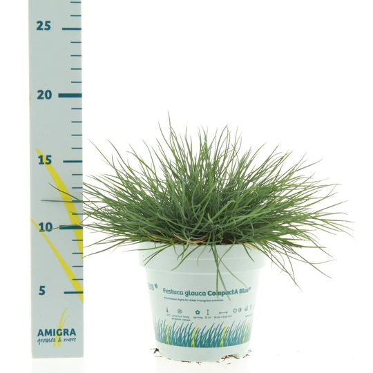 Blauwgras 'Compacta Blue'® - P10,5cm - afbeelding 2