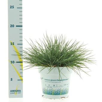 Blauwgras 'Compacta Blue'® - P10,5cm - afbeelding 2