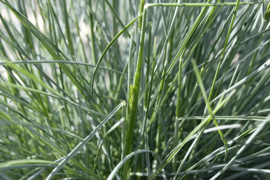 Blauwgras 'Compacta Blue'® - P10,5cm - afbeelding 3