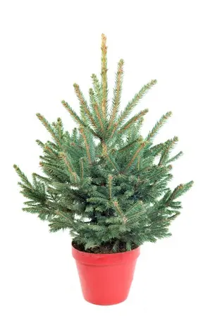 Blauwspar 60/80/100 Pot