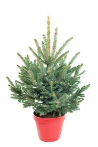 Blauwspar 60/80/100 Pot