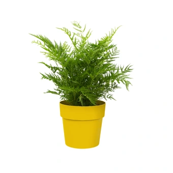 Bloempot B.For Original Rond - D14/H13cm Geel - afbeelding 2