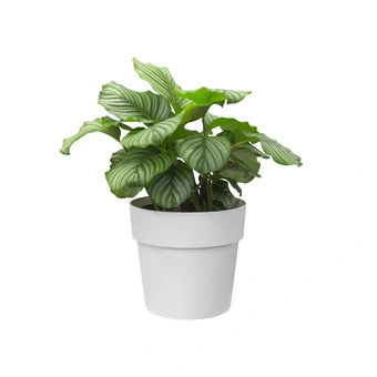 Bloempot B.For Original Rond - D16/H15cm Wit - afbeelding 2