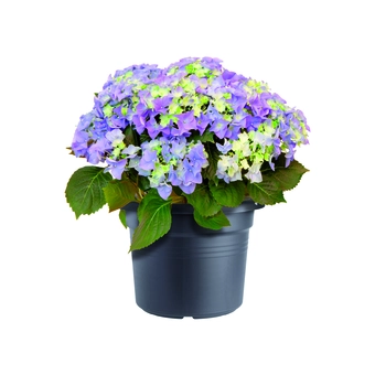 Bloempot Green Basics Cilinder - D34/H27cm Zwart - afbeelding 2