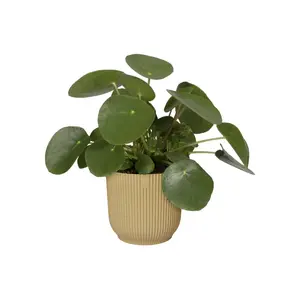 Bloempot Vibes Fold Rond - afbeelding 5
