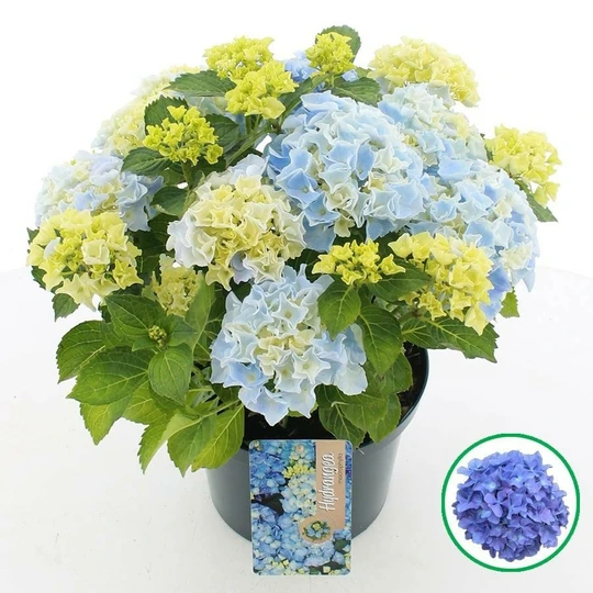 Boerenhortensia - Blauw - P23cm - afbeelding 1