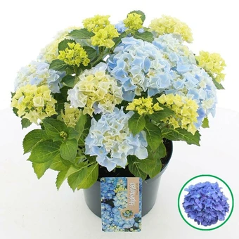 Boerenhortensia - Blauw - P23cm - afbeelding 1