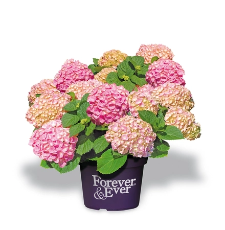Boerenhortensia Forever&Ever® - Roze - P23cm - afbeelding 1