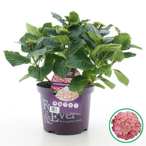 Boerenhortensia Forever&Ever® - Roze - P23cm - afbeelding 2