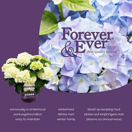 Boerenhortensia Forever&Ever® - Roze - P23cm - afbeelding 4