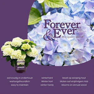 Boerenhortensia Forever&Ever® - Roze - P23cm - afbeelding 4