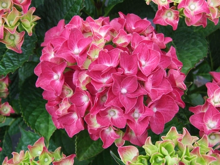 Boerenhortensia - Rood - P23cm - afbeelding 4