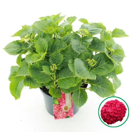 Boerenhortensia - Rood - P23cm - afbeelding 1