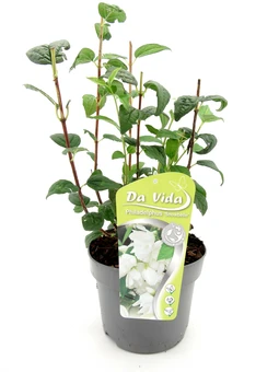 Boerenjasmijn - afbeelding 1