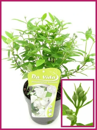 Boerenjasmijn - afbeelding 2