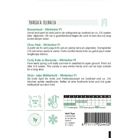 Boerenkool 'Winterbor F1' - afbeelding 2