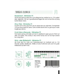 Boerenkool 'Winterbor F1' - afbeelding 2