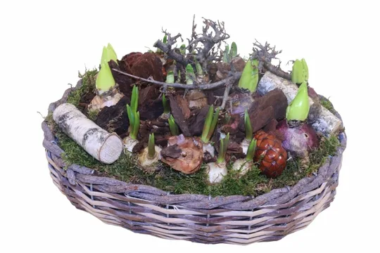 Bollenarrangement Ovale Rieten Mand XL - 37x29x20cm