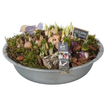 Bollentuintje in Zinken Schaal - D36