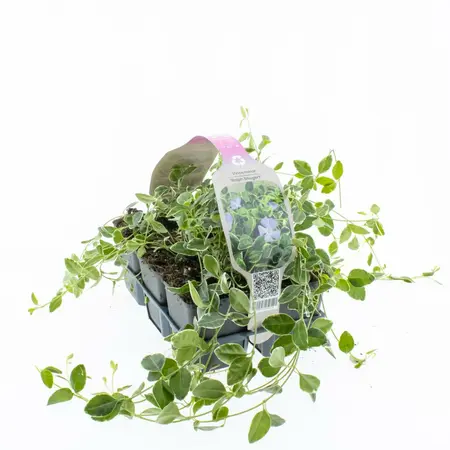 Bontbladige Kleine Maagdenpalm - P9cm - afbeelding 3