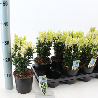 Bonte Kardinaalsmuts 'Paloma Blanca' - P13cm - afbeelding 2