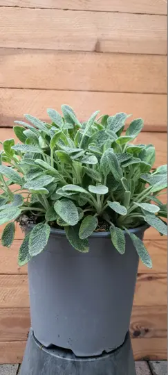 Bonte Salie - P14 - afbeelding 2