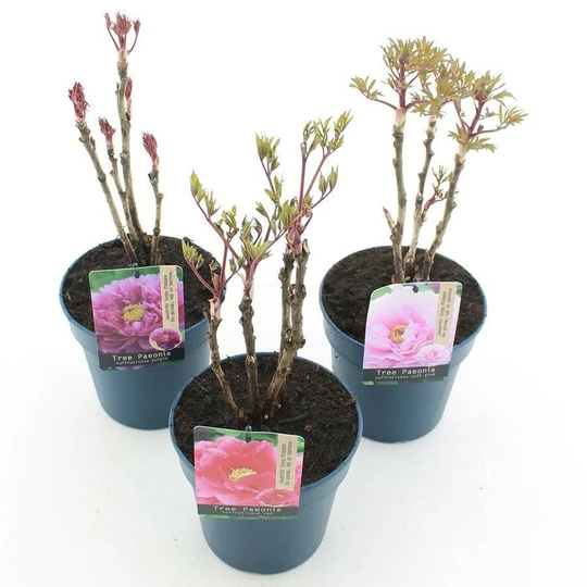 Boompioen - Diverse Kleuren - P19cm