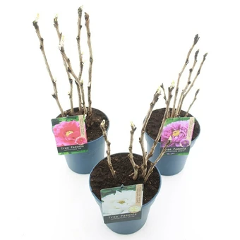 Boompioen - Diverse Kleuren - P24cm