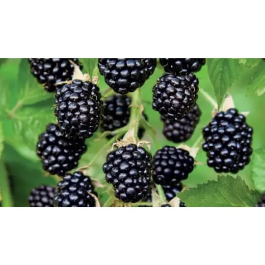 Braam 'Black Satin' - Doornloos - afbeelding 2