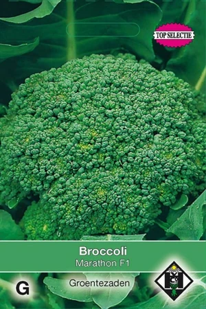 Broccoli 'Marathon' F1 - afbeelding 1