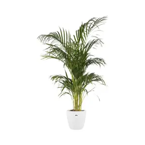 BRUSSELS RO 20CM WIT - afbeelding 3